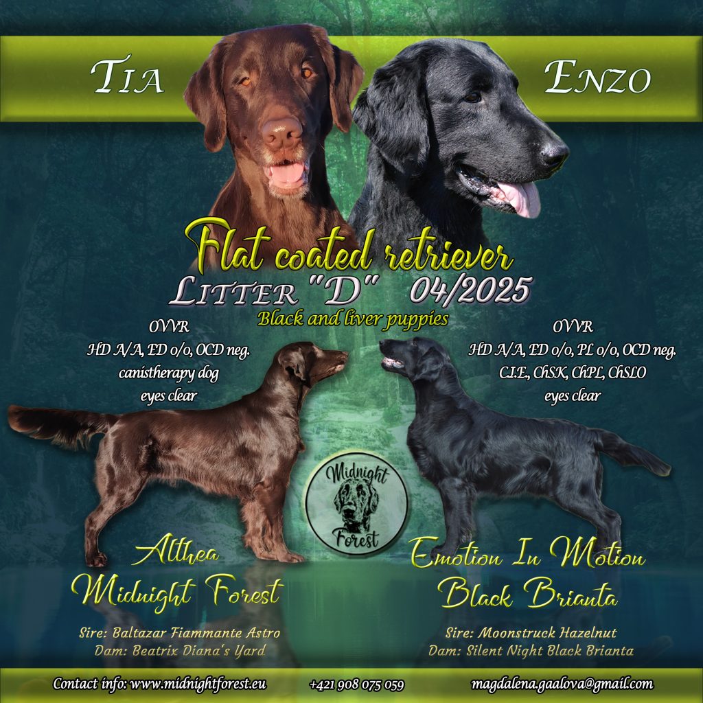 Flat coated retriever